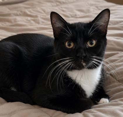 Wren, a Adoptable mixed breed in Elk Grove Village, IL image 2/3