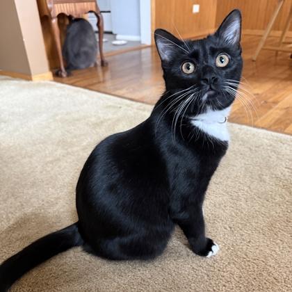 Wren, Adoptable, Young Female Domestic Short Hair & Domestic Short Hair.