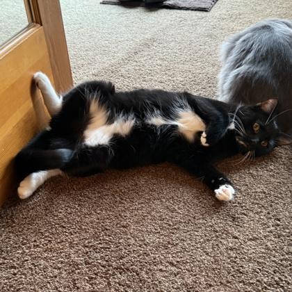 Enlarge Wren, a Adoptable mixed breed in Elk Grove Village, IL image 3/3