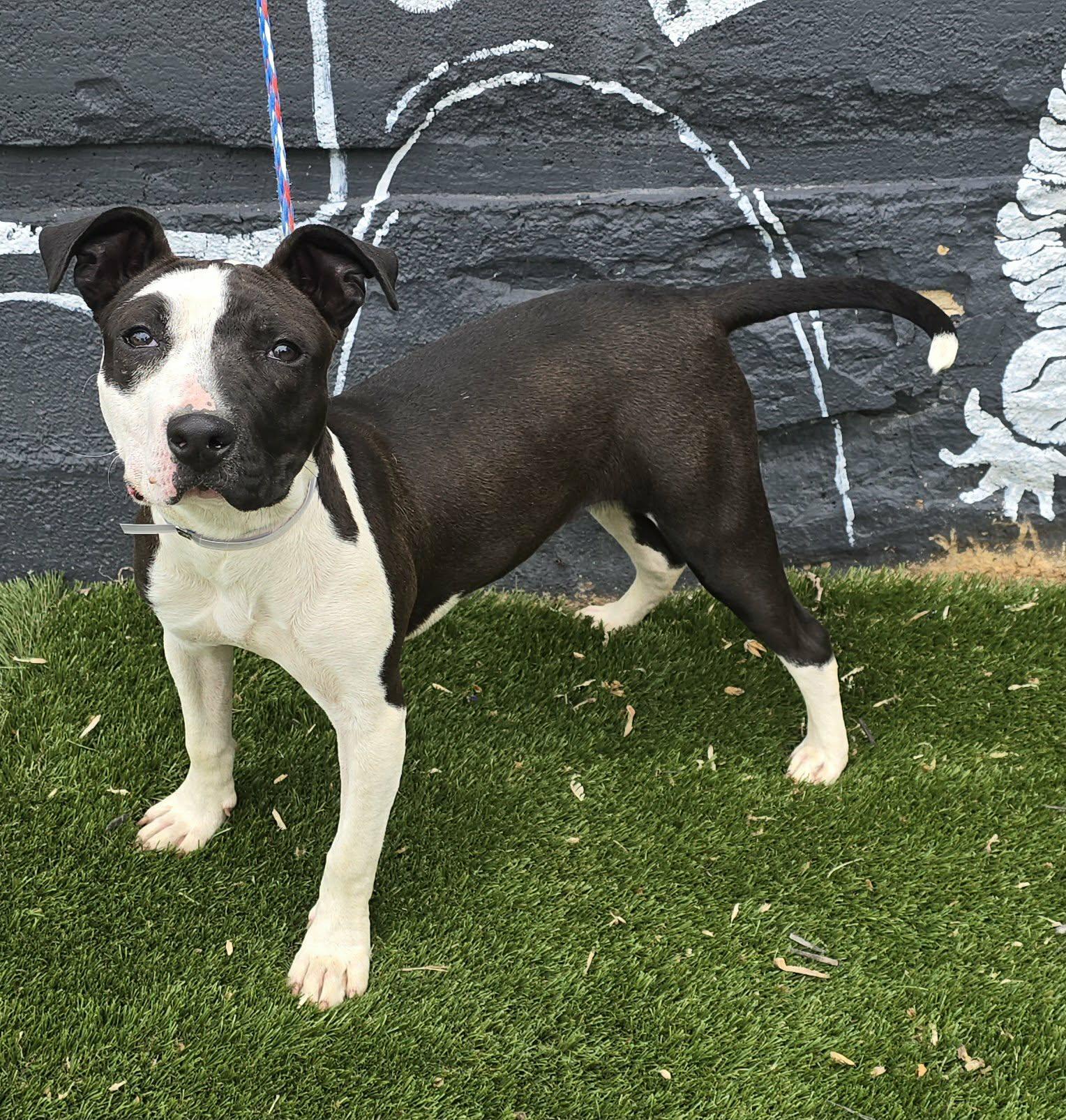 Enlarge Charmer, a ADOPTABLE mixed breed in Newport, TN image 5/5
