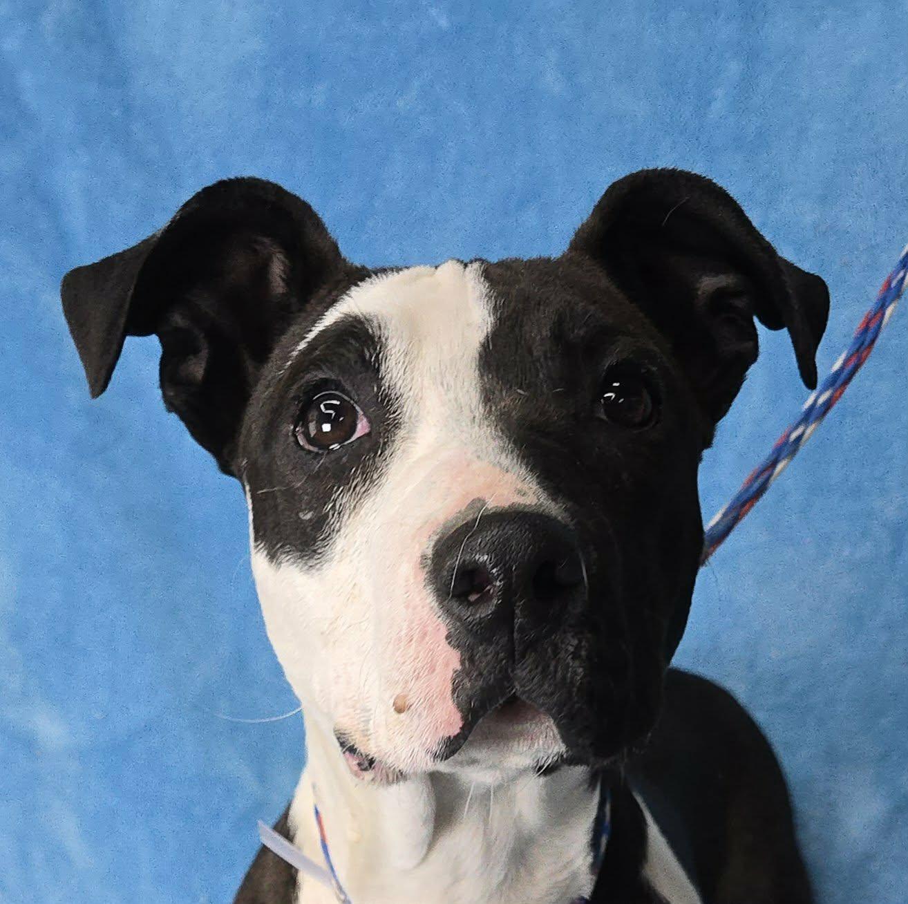 Charmer, ADOPTABLE, Puppy Female Pit Bull Terrier.