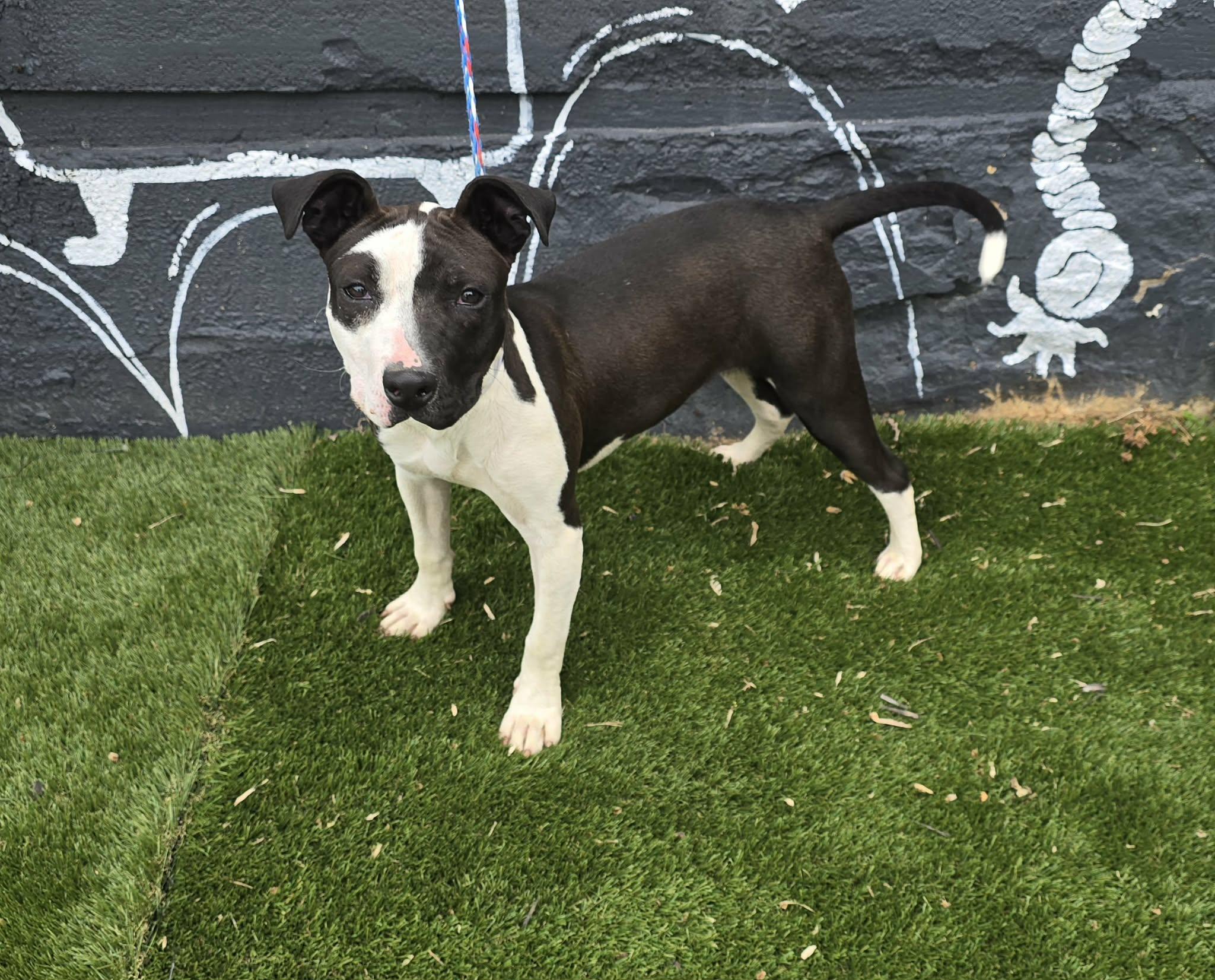 Enlarge Charmer, a ADOPTABLE mixed breed in Newport, TN image 3/5
