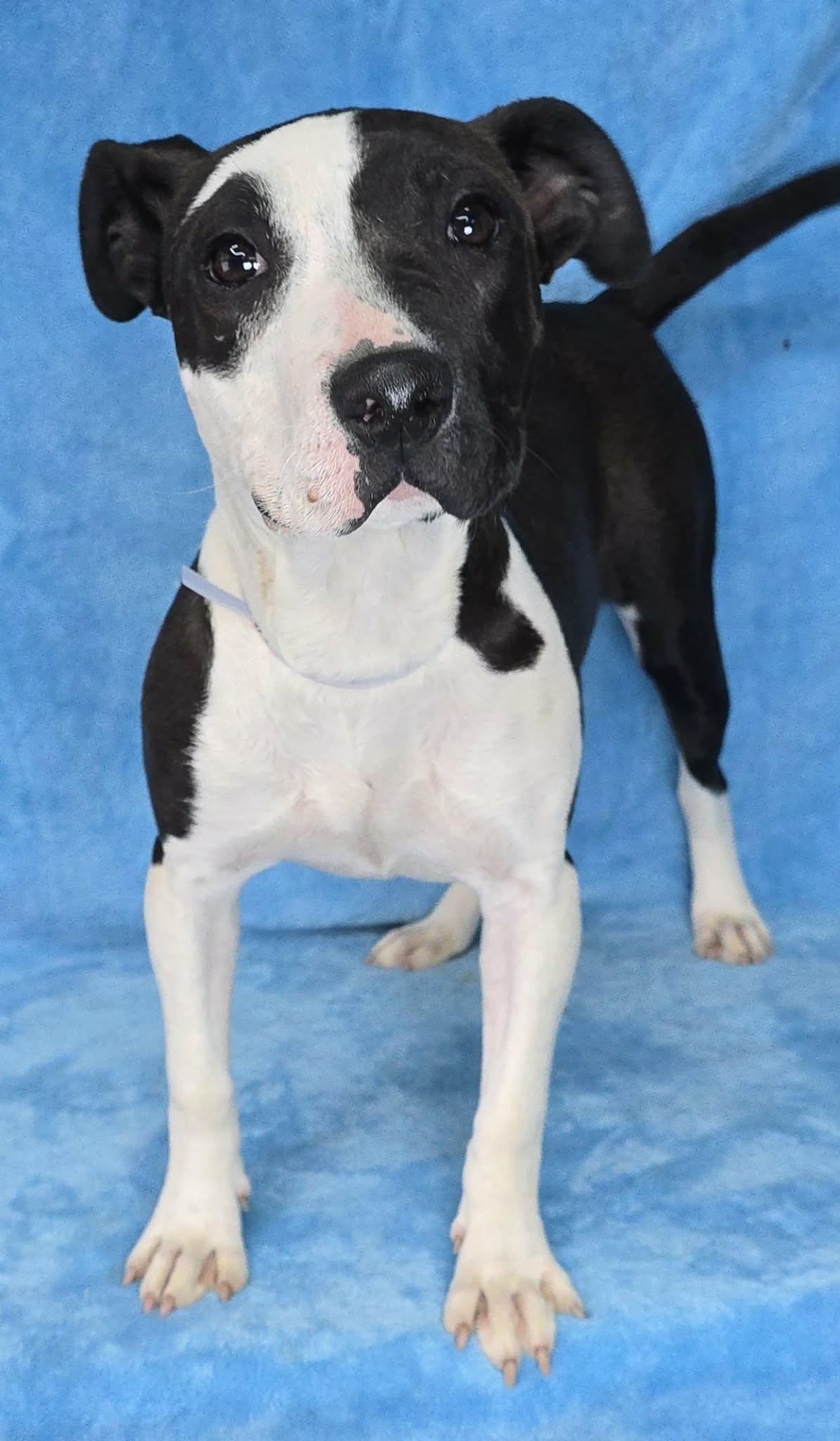 Enlarge Charmer, a ADOPTABLE mixed breed in Newport, TN image 2/5