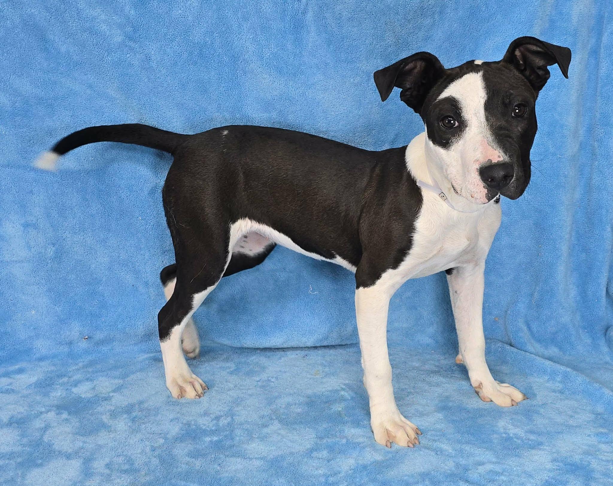 Enlarge Charmer, a ADOPTABLE mixed breed in Newport, TN image 4/5