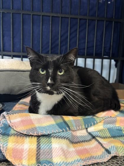 Nova, Senior Male unknown