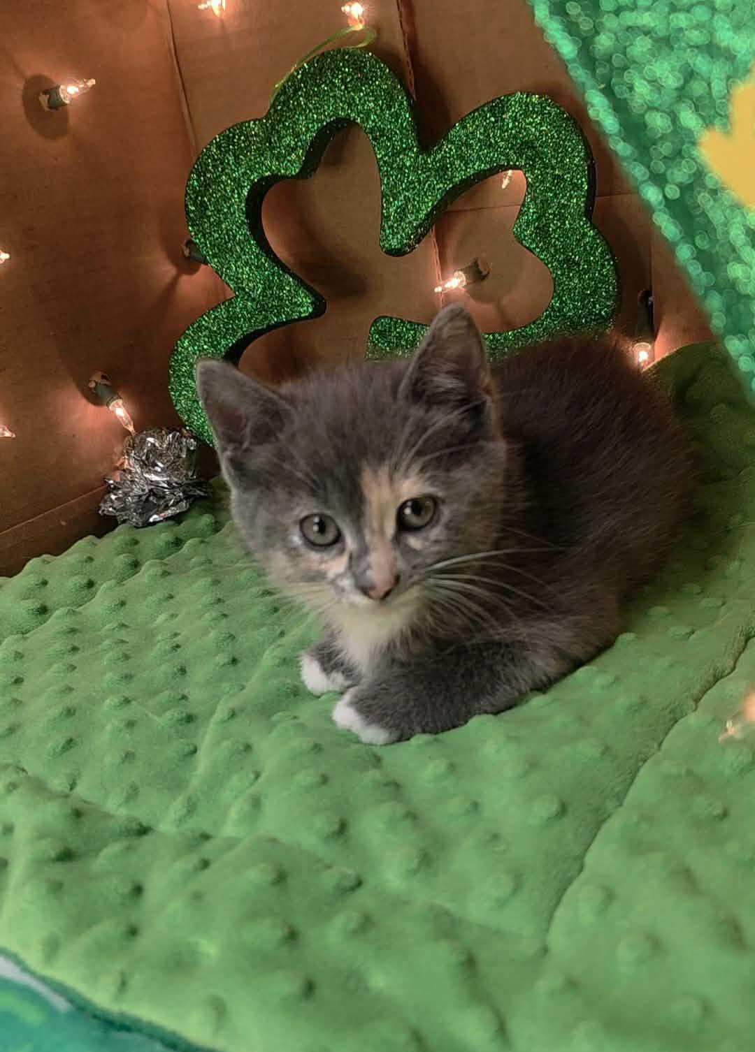 Enlarge Velvet - Sweet and affectionate, an adopted Domestic Short Hair in Wauwatosa, WI image 3/6