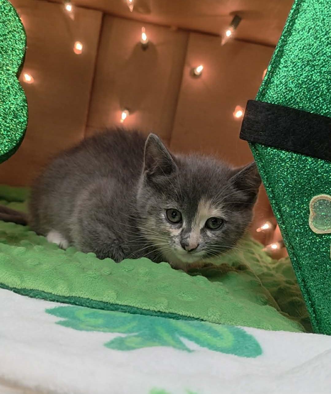 Enlarge Velvet - Sweet and affectionate, an adopted Domestic Short Hair in Wauwatosa, WI image 4/6