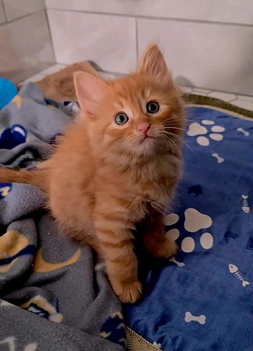 Enlarge Velvet - Sweet and affectionate, an adopted Domestic Short Hair in Wauwatosa, WI image 6/6