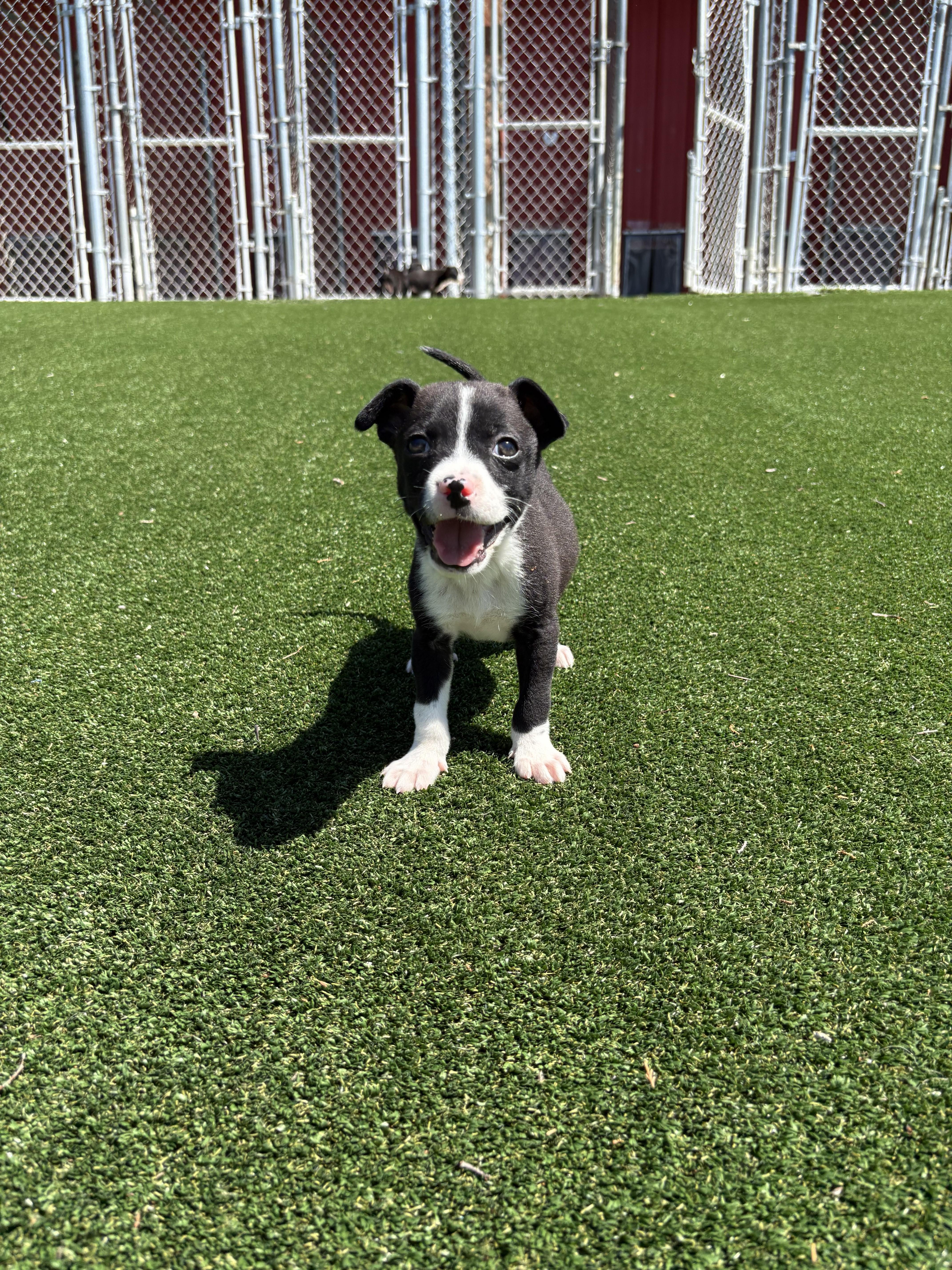 Snapple, a ADOPTABLE mixed breed in Gallatin, TN image 3/4