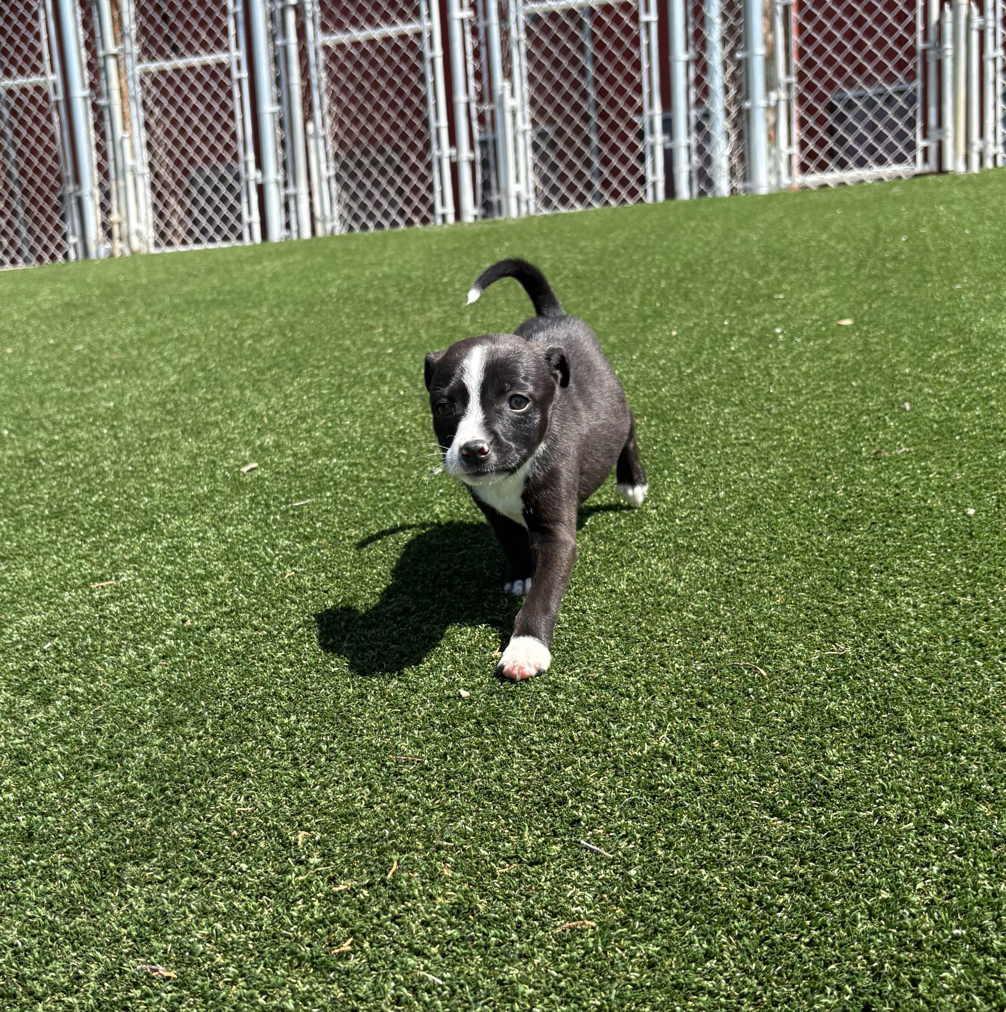 Snapple, a ADOPTABLE mixed breed in Gallatin, TN image 4/4