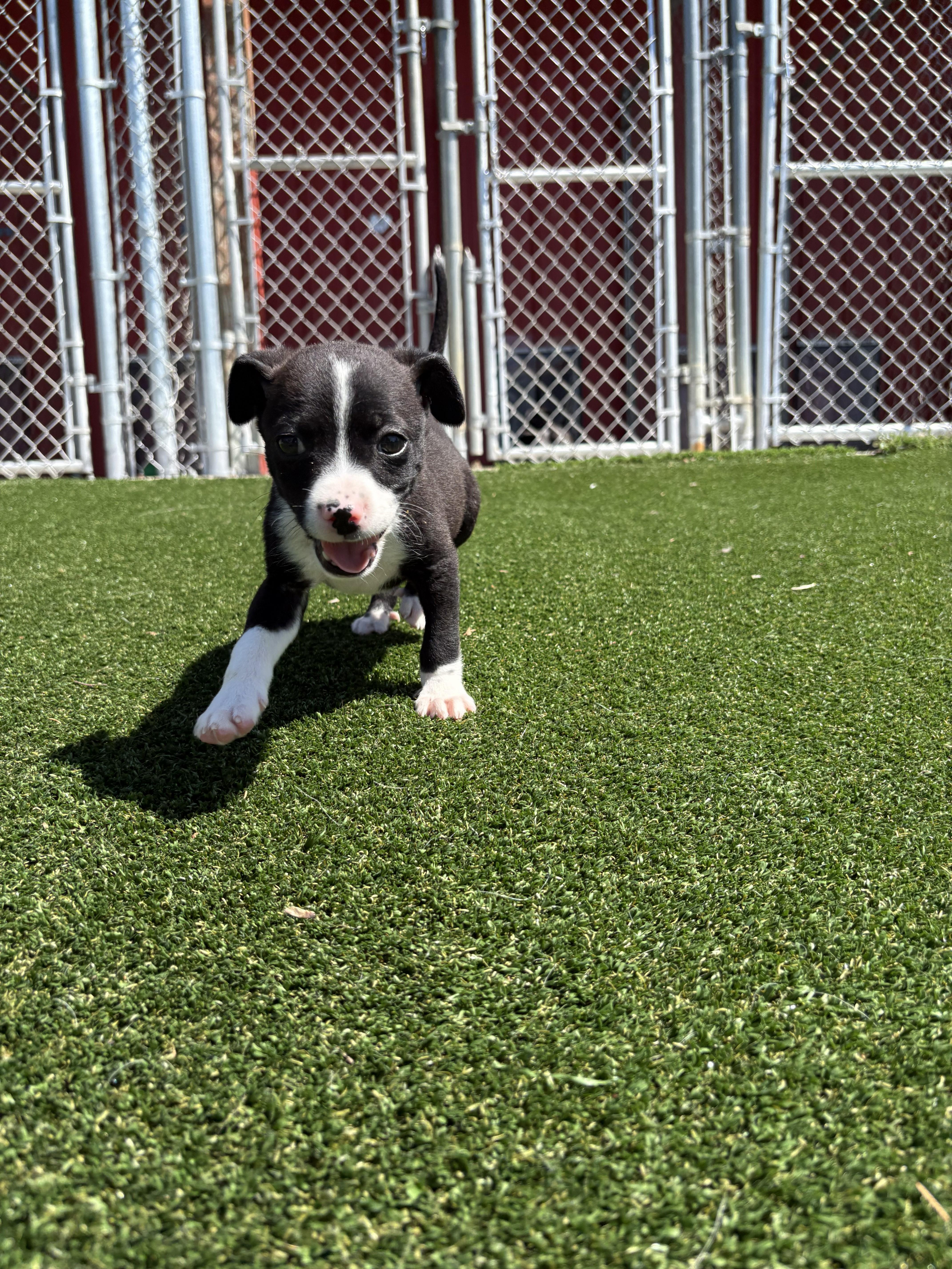 Snapple, a ADOPTABLE mixed breed in Gallatin, TN image 2/4