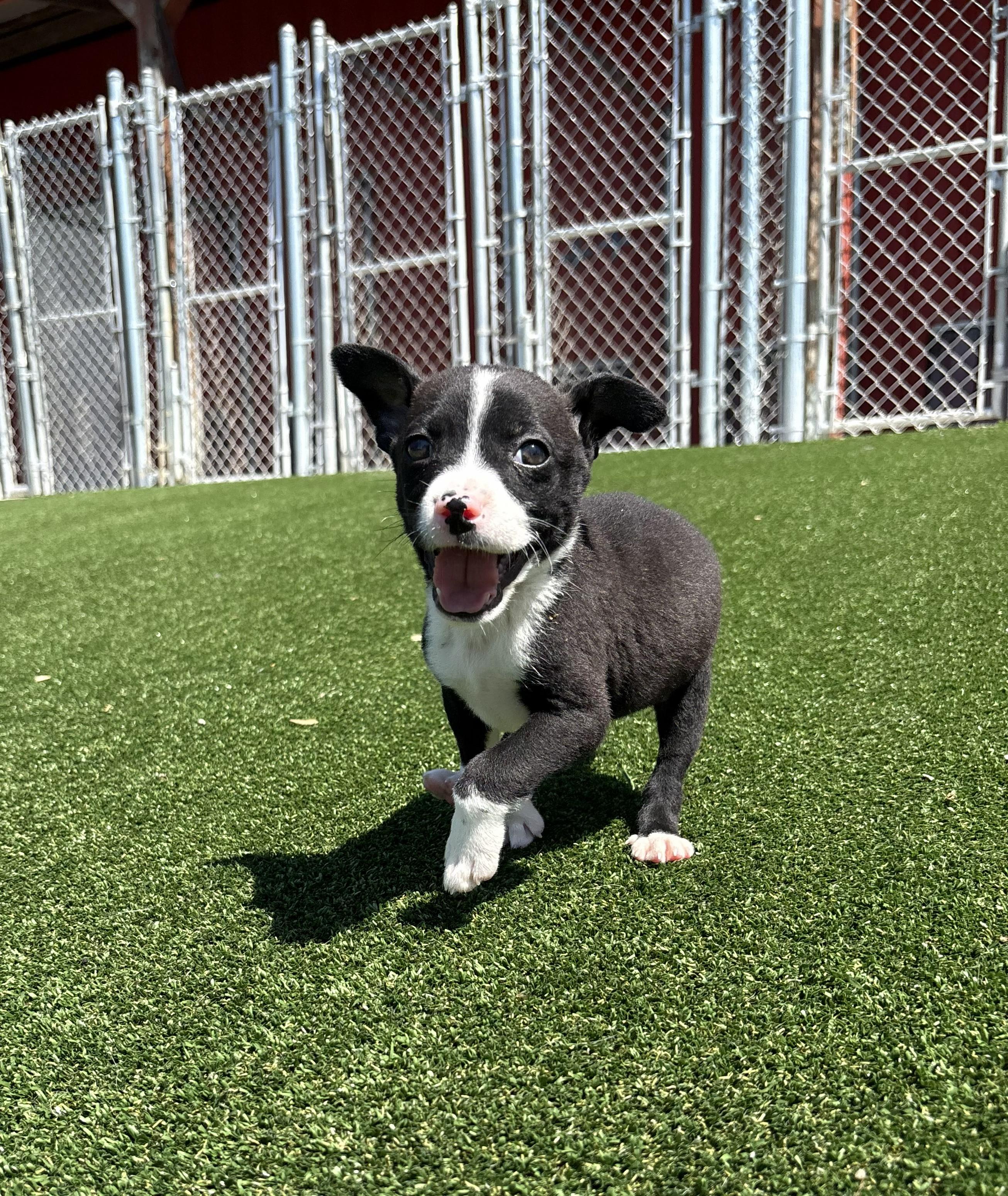 Snapple, ADOPTABLE, Puppy Male Boston Terrier & Chihuahua.