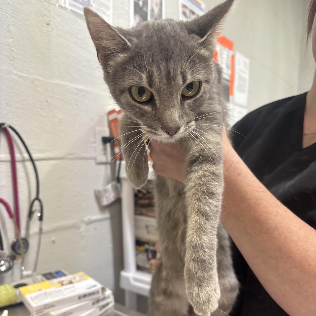 Hazel, Adoptable, Young Female Domestic Short Hair.