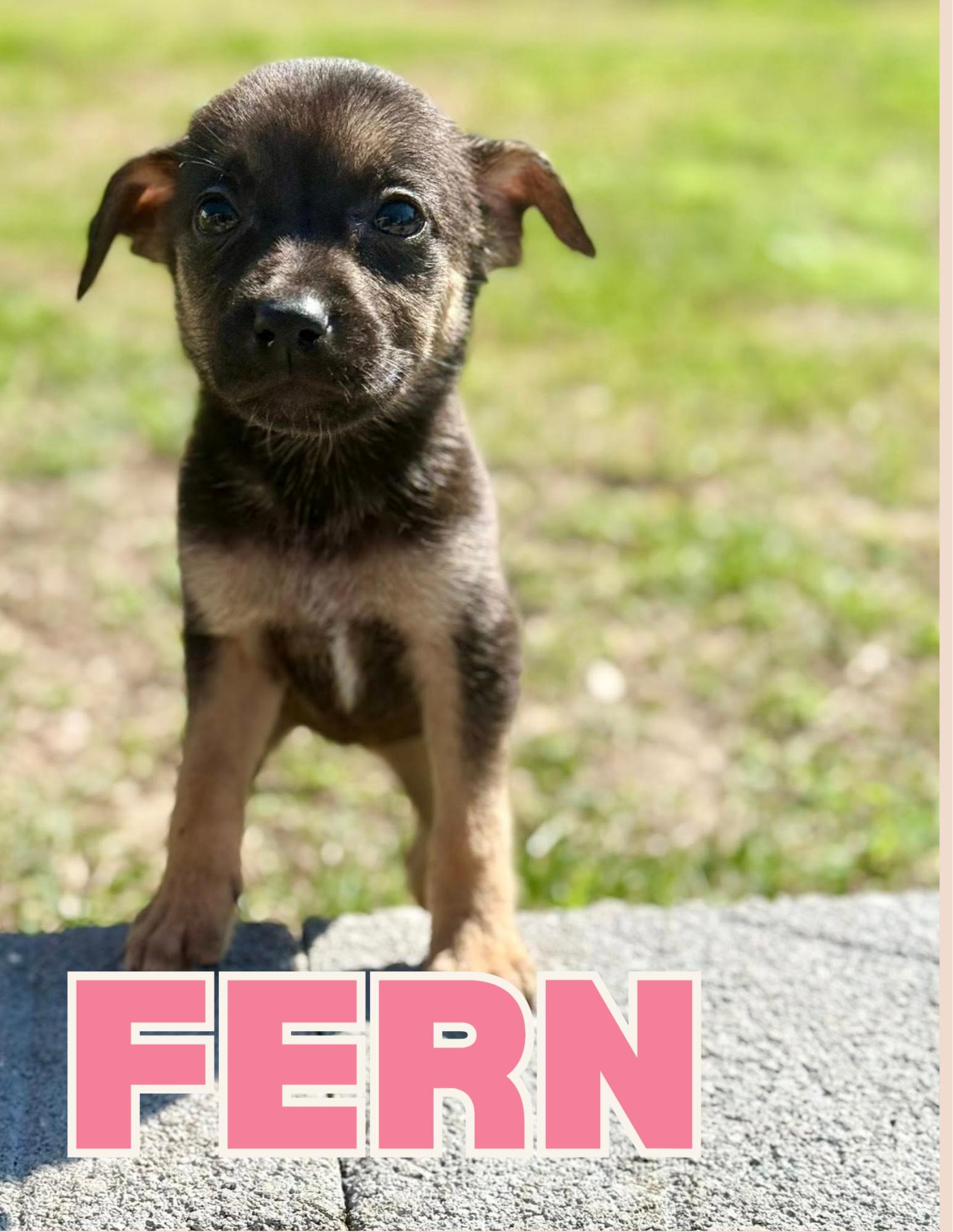 Enlarge Fern, an adopted mixed breed in Shalimar, FL image 1/1