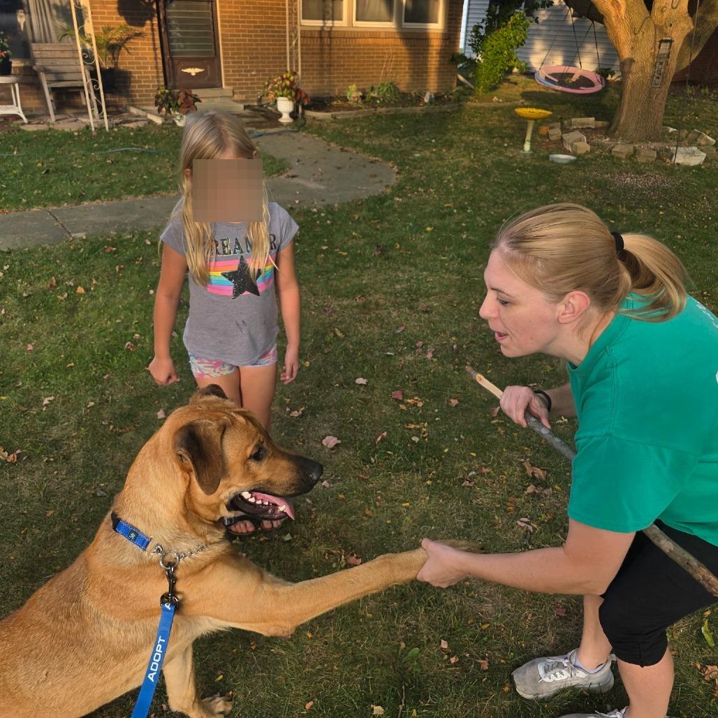 Enlarge Mitosis aka Otis, a Adoptable mixed breed in Monroe, MI image 3/6