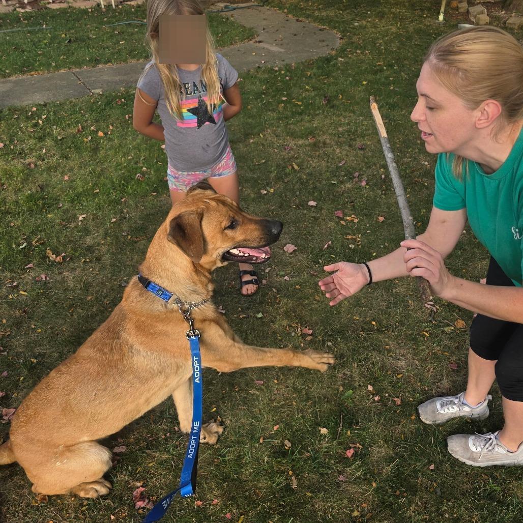 Enlarge Mitosis aka Otis, a Adoptable mixed breed in Monroe, MI image 5/6
