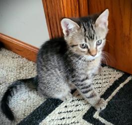 Enlarge Alley Cat, a other Domestic Short Hair in Mankato, MN image 1/1