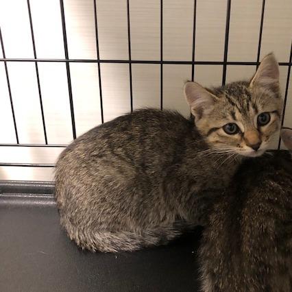 Enlarge Faro, a Adoptable Domestic Short Hair in Novelty, OH image 1/2