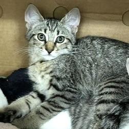 Enlarge Faro, a Adoptable Domestic Short Hair in Novelty, OH image 2/2