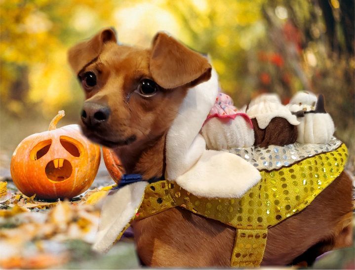 PONCHO, a Adoptable mixed breed in Toluca Lake, CA image 1/6