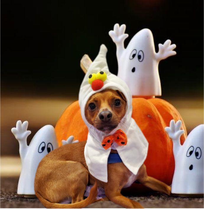 PONCHO, a Adoptable mixed breed in Toluca Lake, CA image 2/6