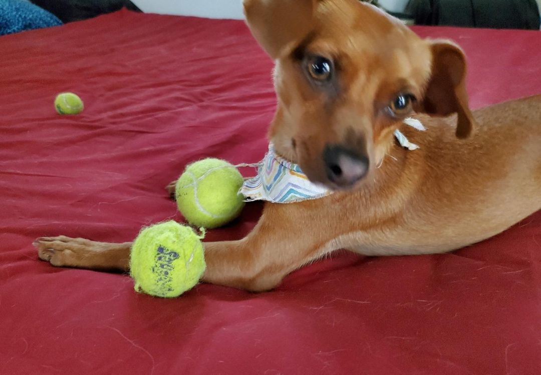 PONCHO, a Adoptable mixed breed in Toluca Lake, CA image 3/6