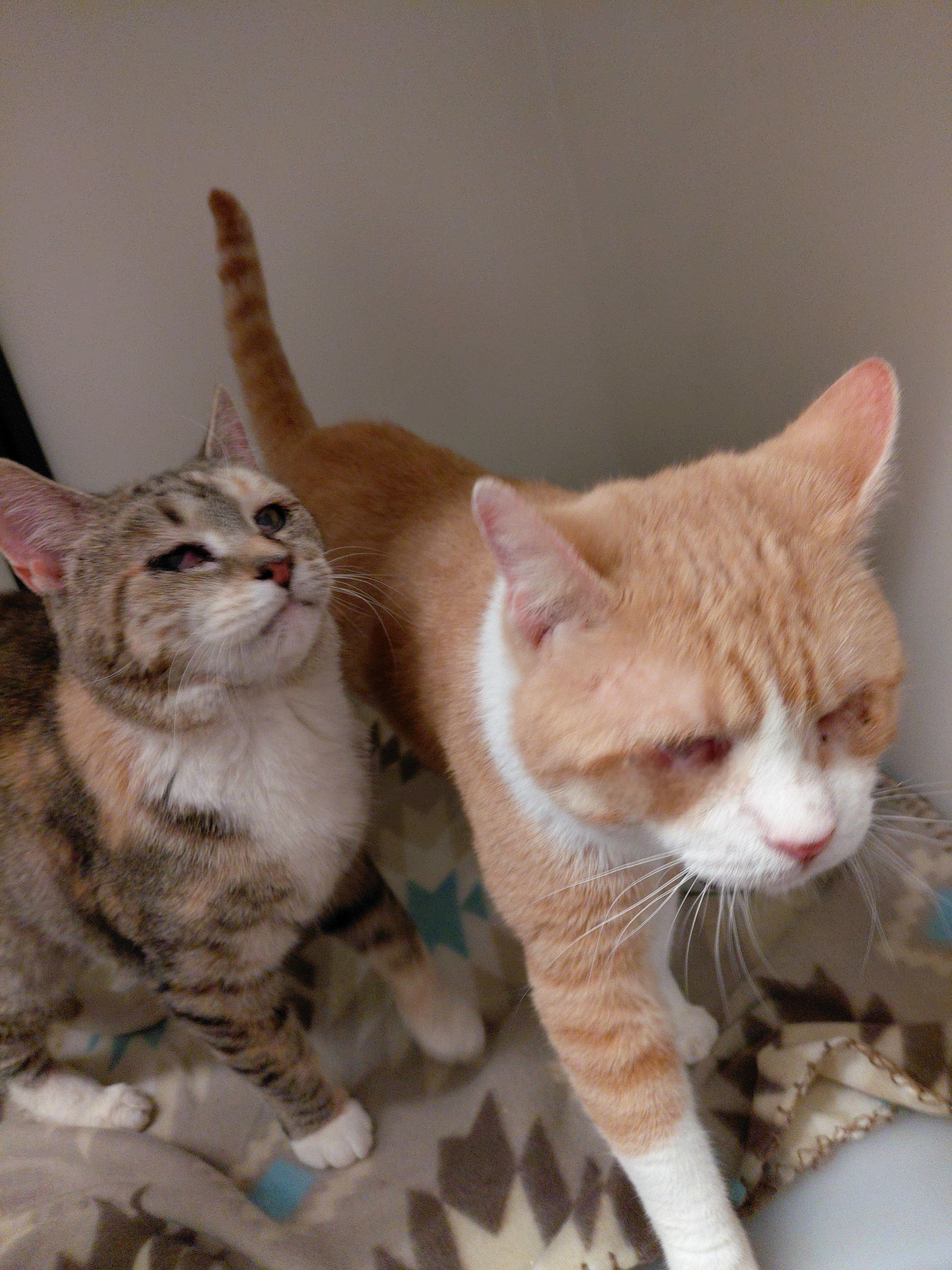 Enlarge Helene, a ADOPTABLE Domestic Short Hair in Stanley, VA image 1/5