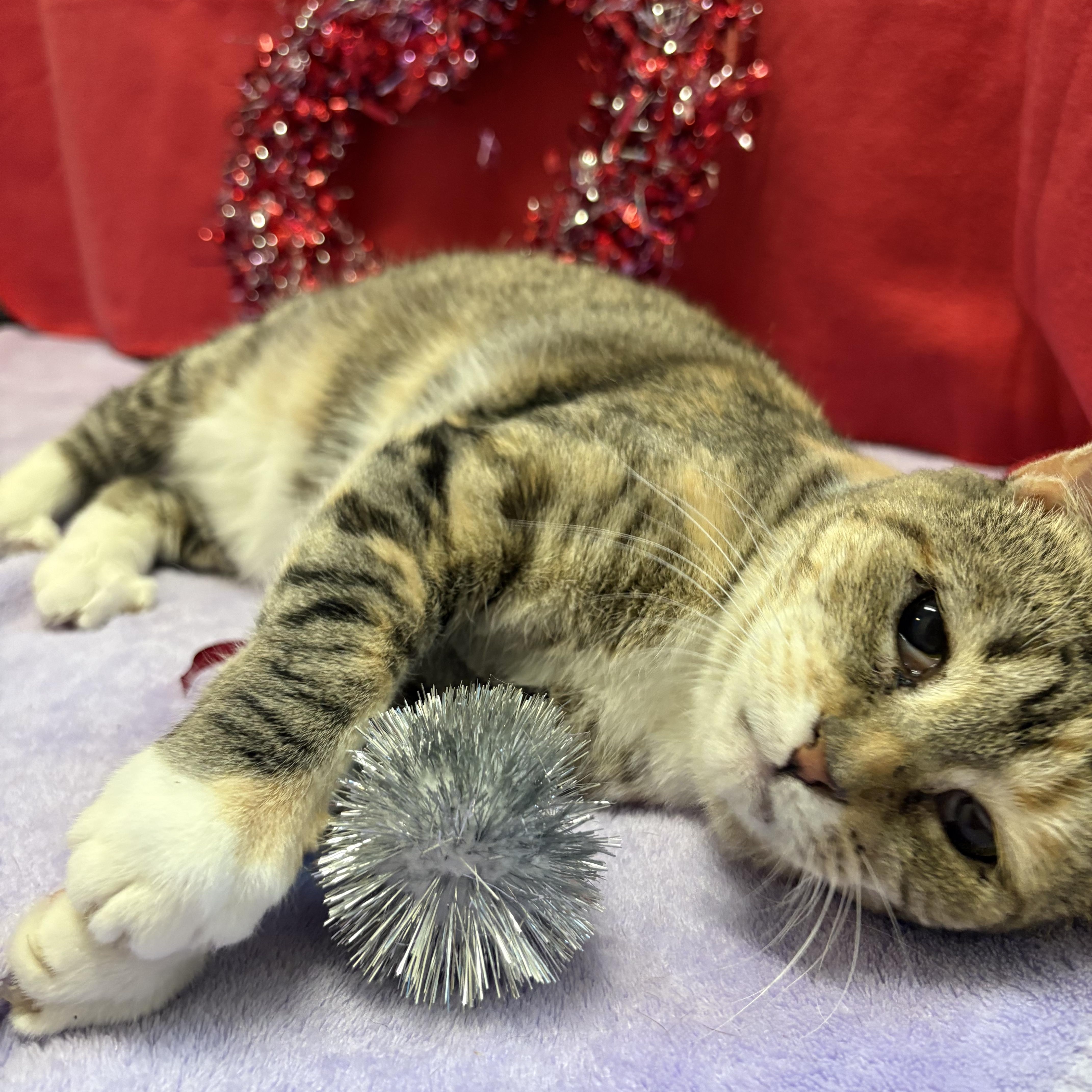 Enlarge Helene, a ADOPTABLE Domestic Short Hair in Stanley, VA image 1/4