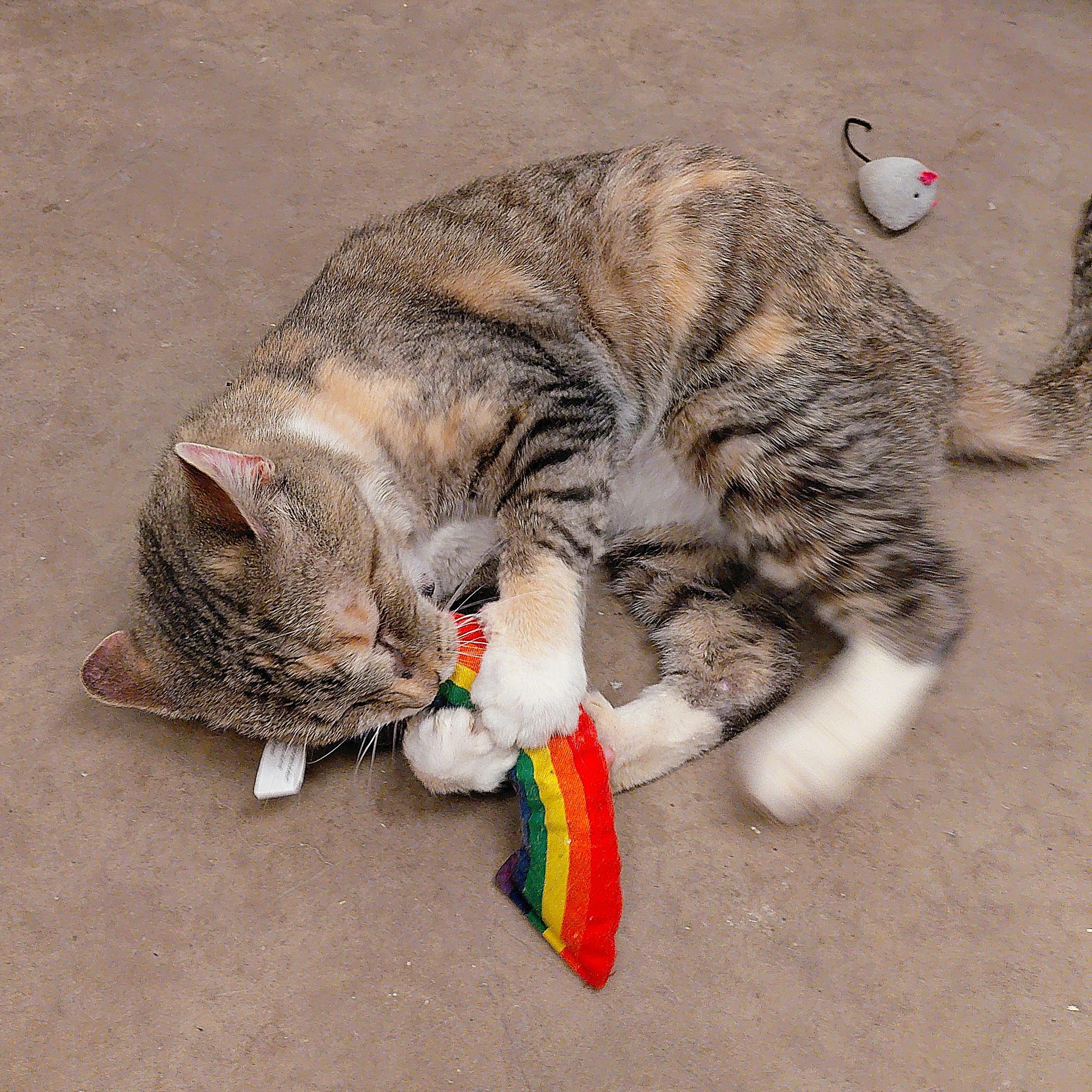 Enlarge Helene, a ADOPTABLE Domestic Short Hair in Stanley, VA image 2/5