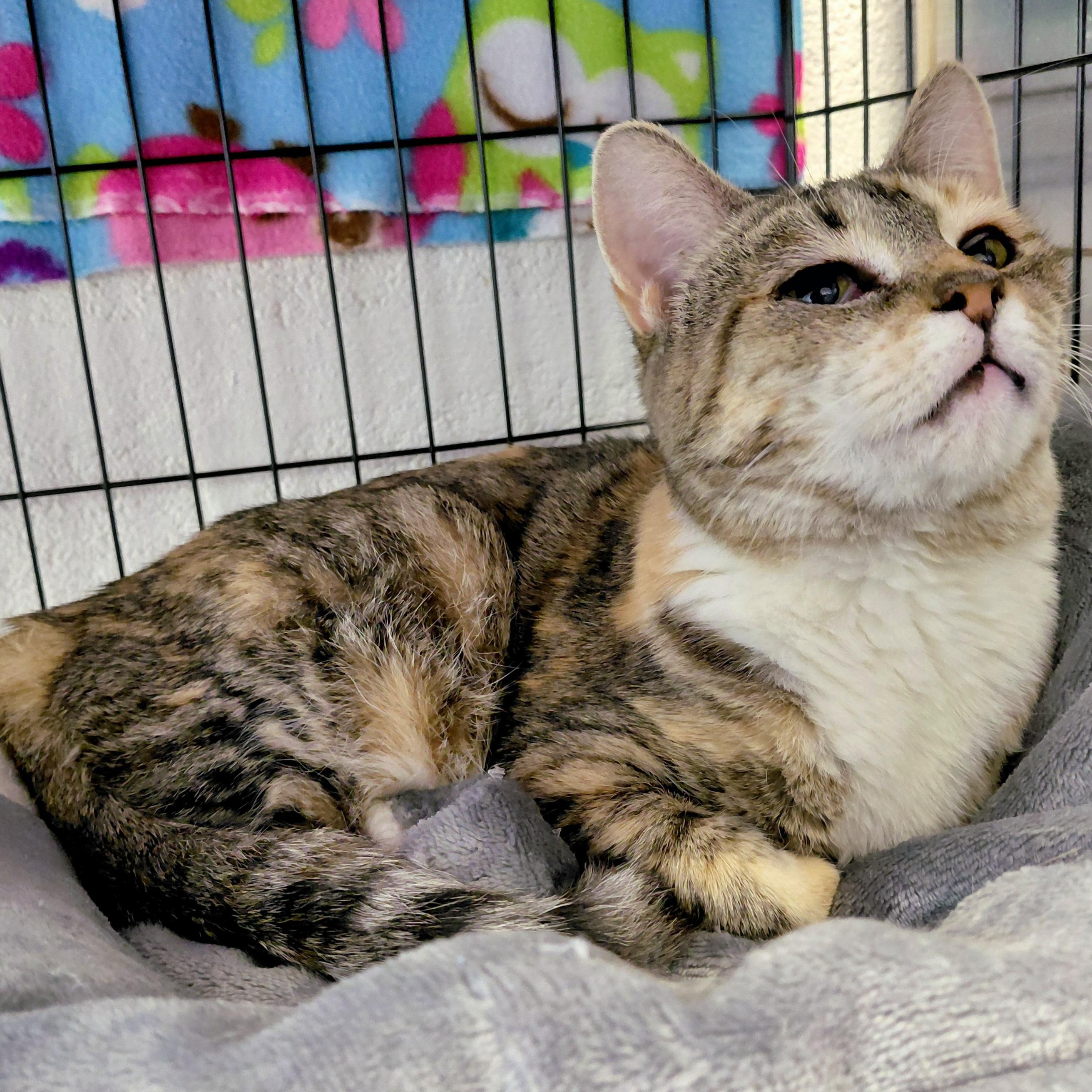 Enlarge Helene, a ADOPTABLE Domestic Short Hair in Stanley, VA image 2/4