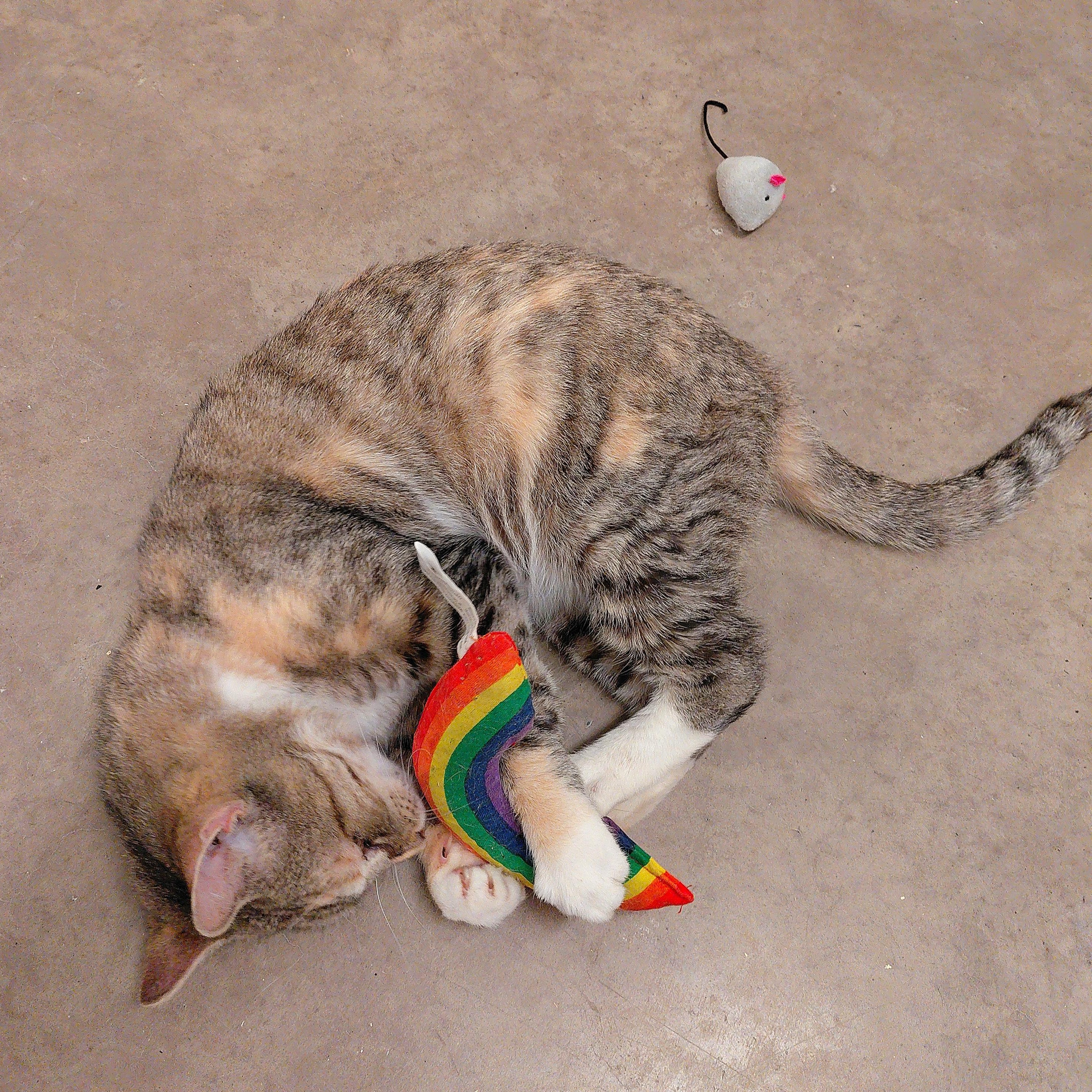 Helene, ADOPTABLE, Adult Female Domestic Short Hair.