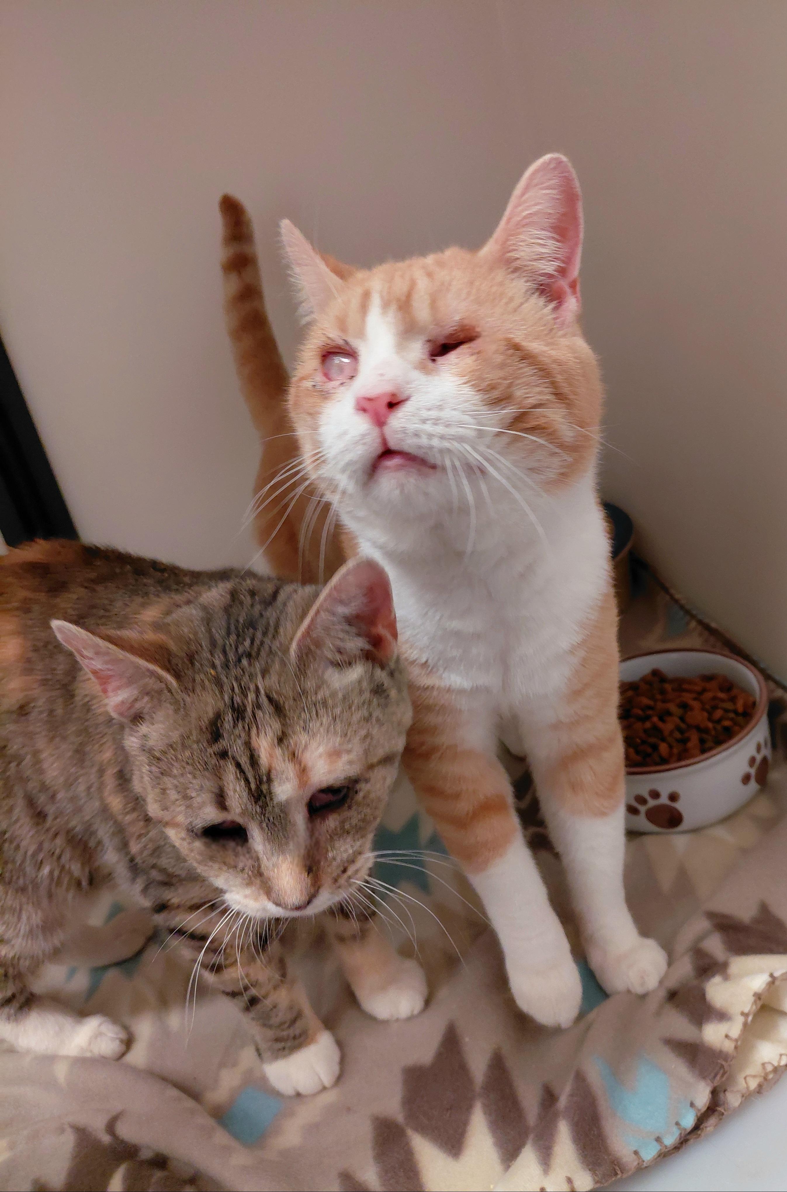 Enlarge Helene, a ADOPTABLE Domestic Short Hair in Stanley, VA image 5/5