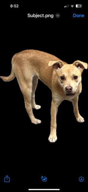 Ginger, a Adoptable mixed breed image 2/2