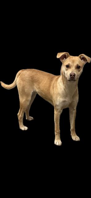 Ginger, a Adoptable mixed breed image 1/2