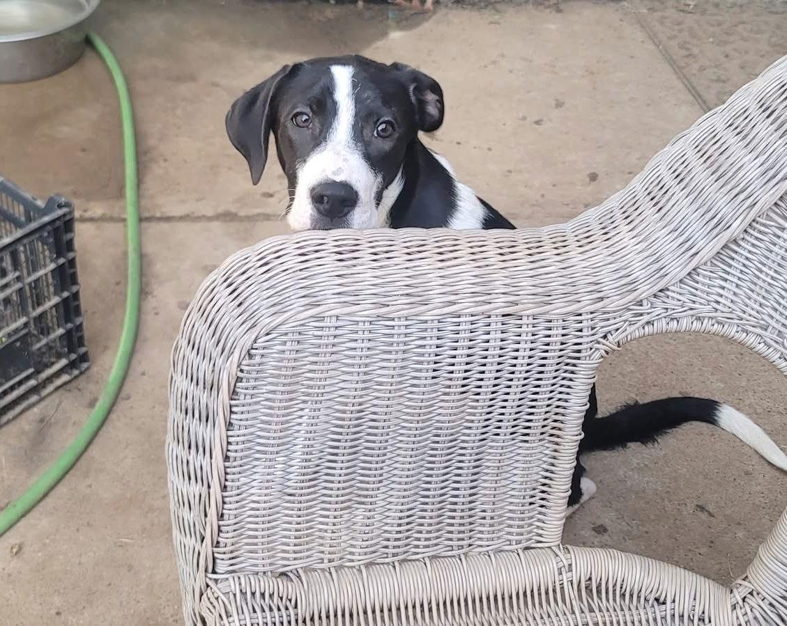 Enlarge Henry, a Adoptable mixed breed in Phoenix, AZ image 5/6