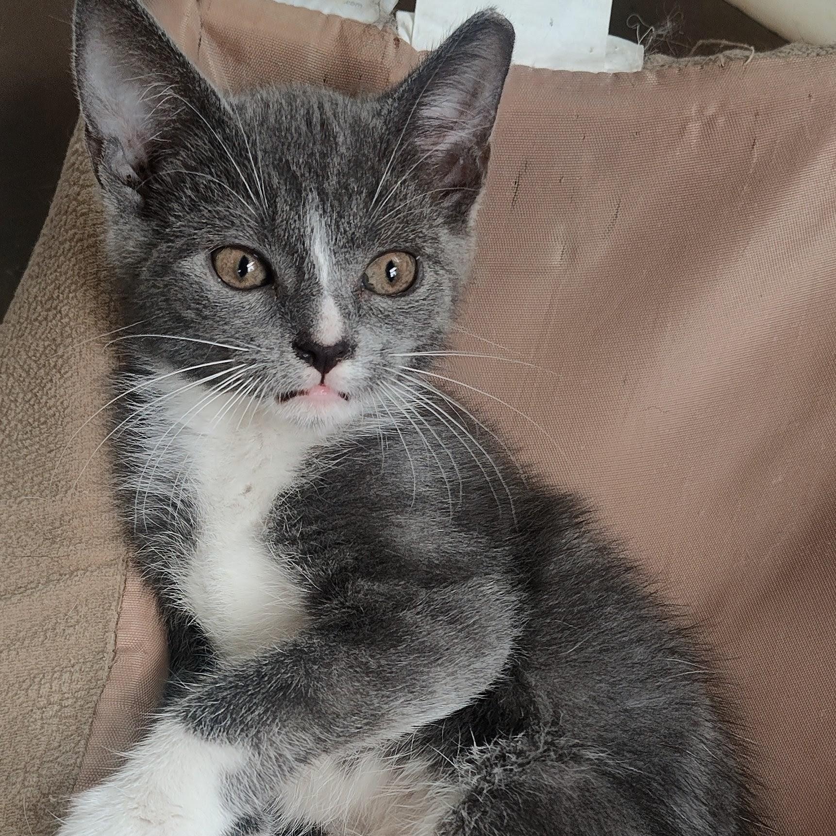 SMUDGE, adopted, Kitten Male Domestic Short Hair.