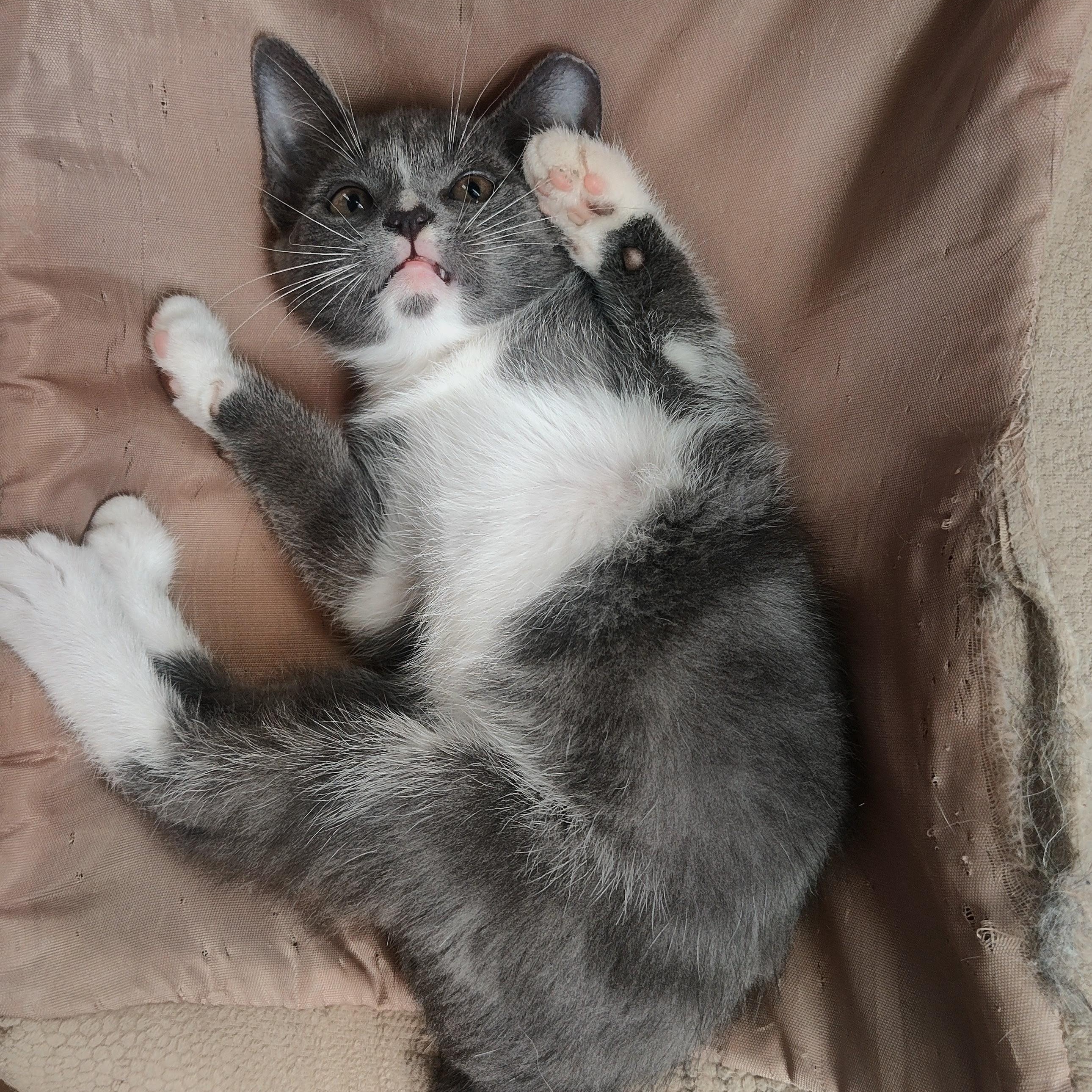 SMUDGE, an adopted Domestic Short Hair in Charlotte, NC image 2/2