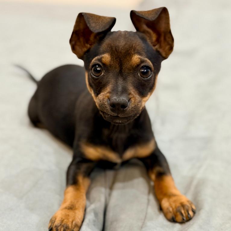 Pintolinto, adoptable, Puppy Male Chihuahua & Dachshund.