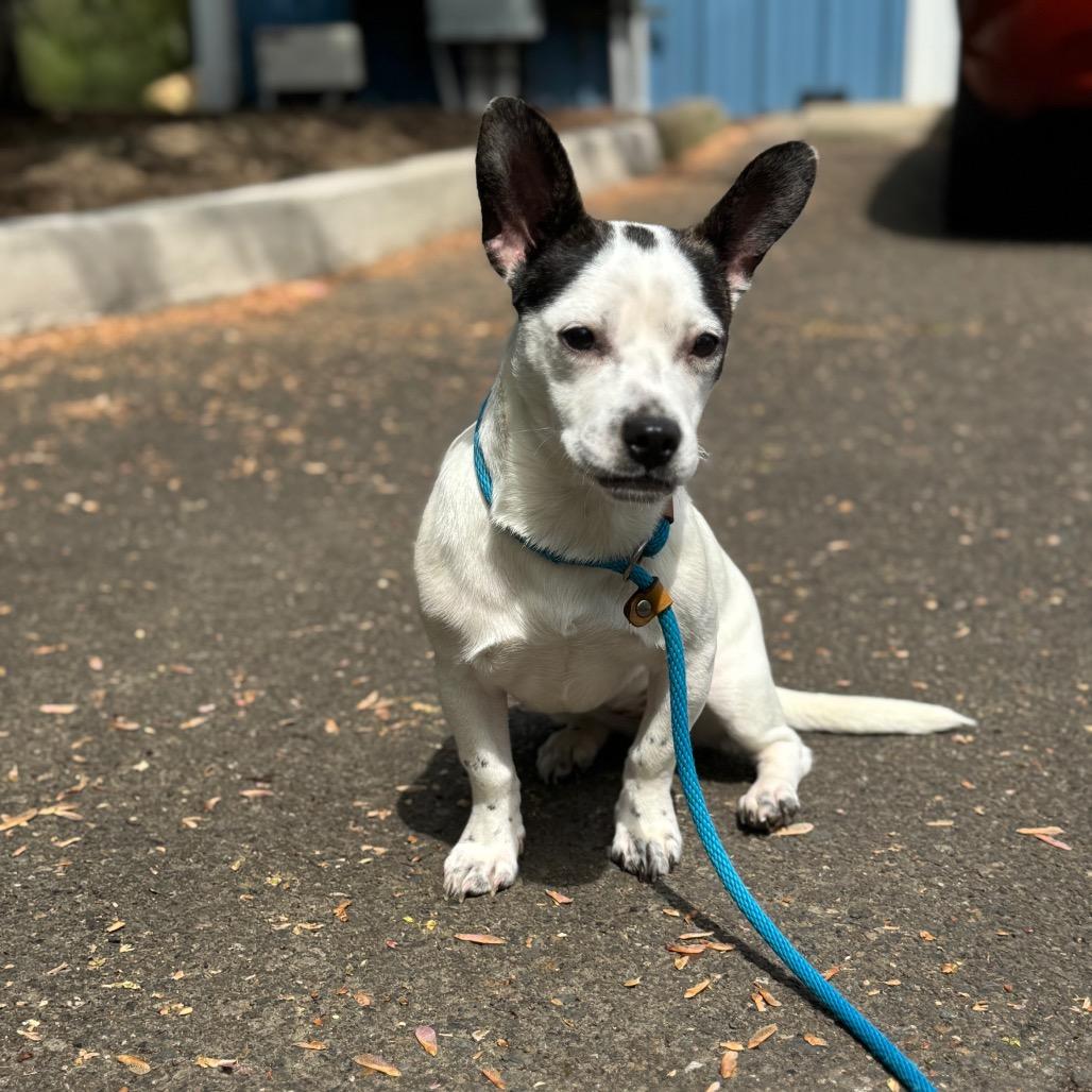 Flower, Adoptable, Young Female Chihuahua & Mixed Breed.