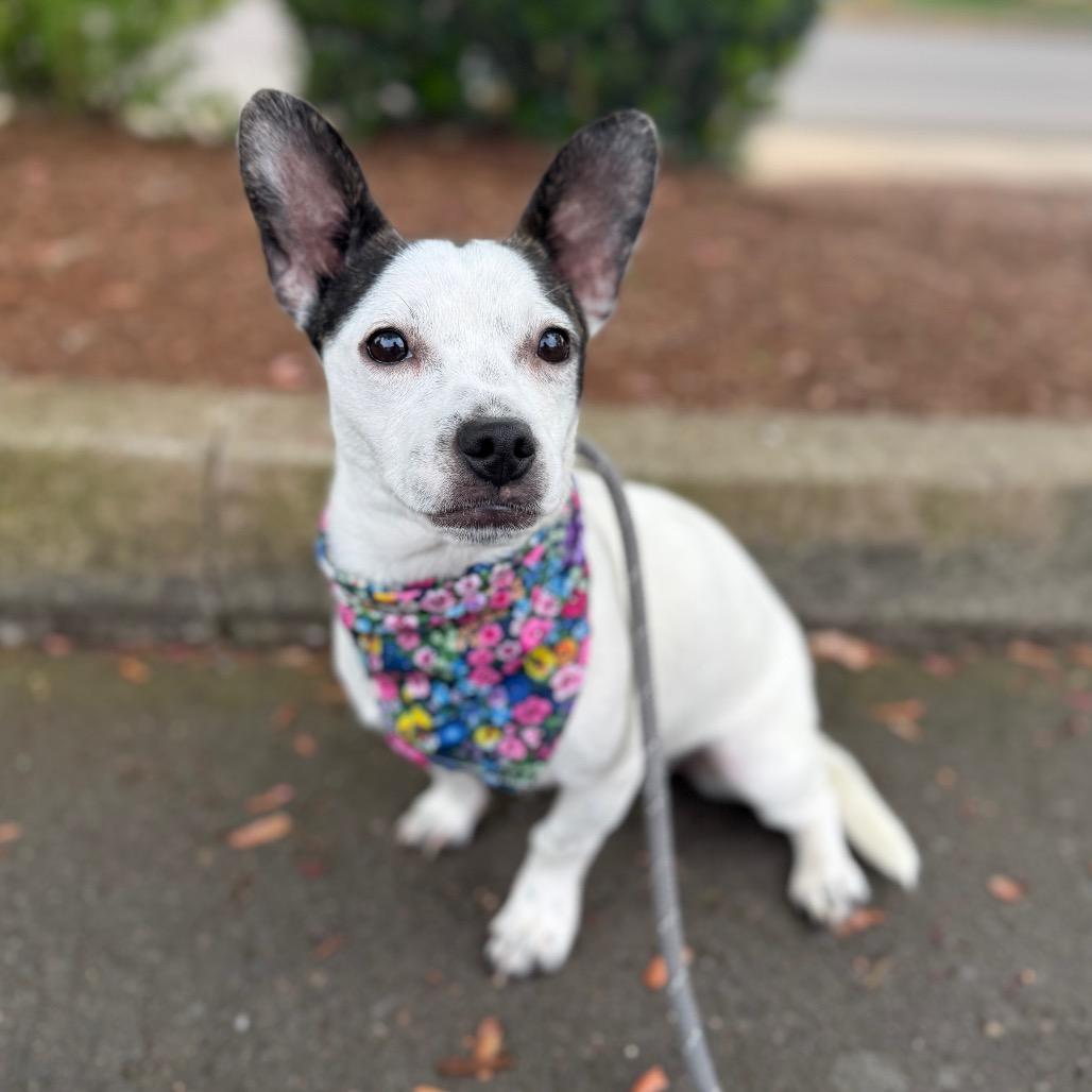 Flower, a Adoptable mixed breed in Newberg, OR image 2/6