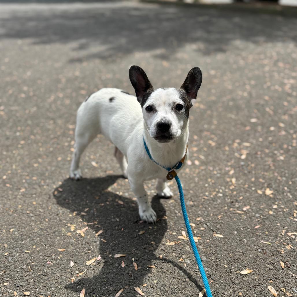 Flower, a Adoptable mixed breed in Newberg, OR image 3/6