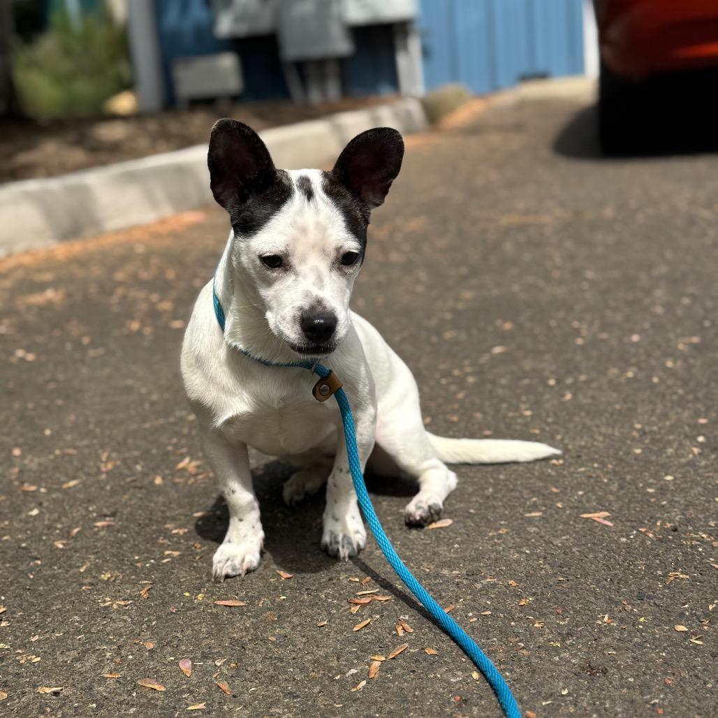 Flower, a Adoptable mixed breed in Newberg, OR image 4/6