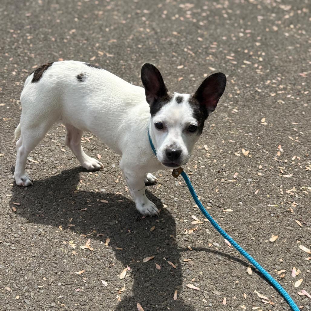 Flower, a Adoptable mixed breed in Newberg, OR image 5/6