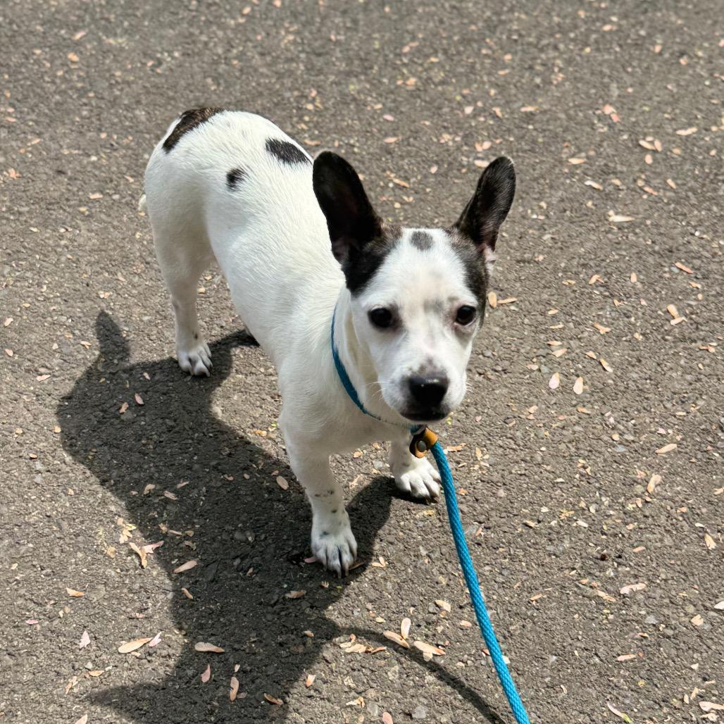 Flower, a Adoptable mixed breed in Newberg, OR image 6/6