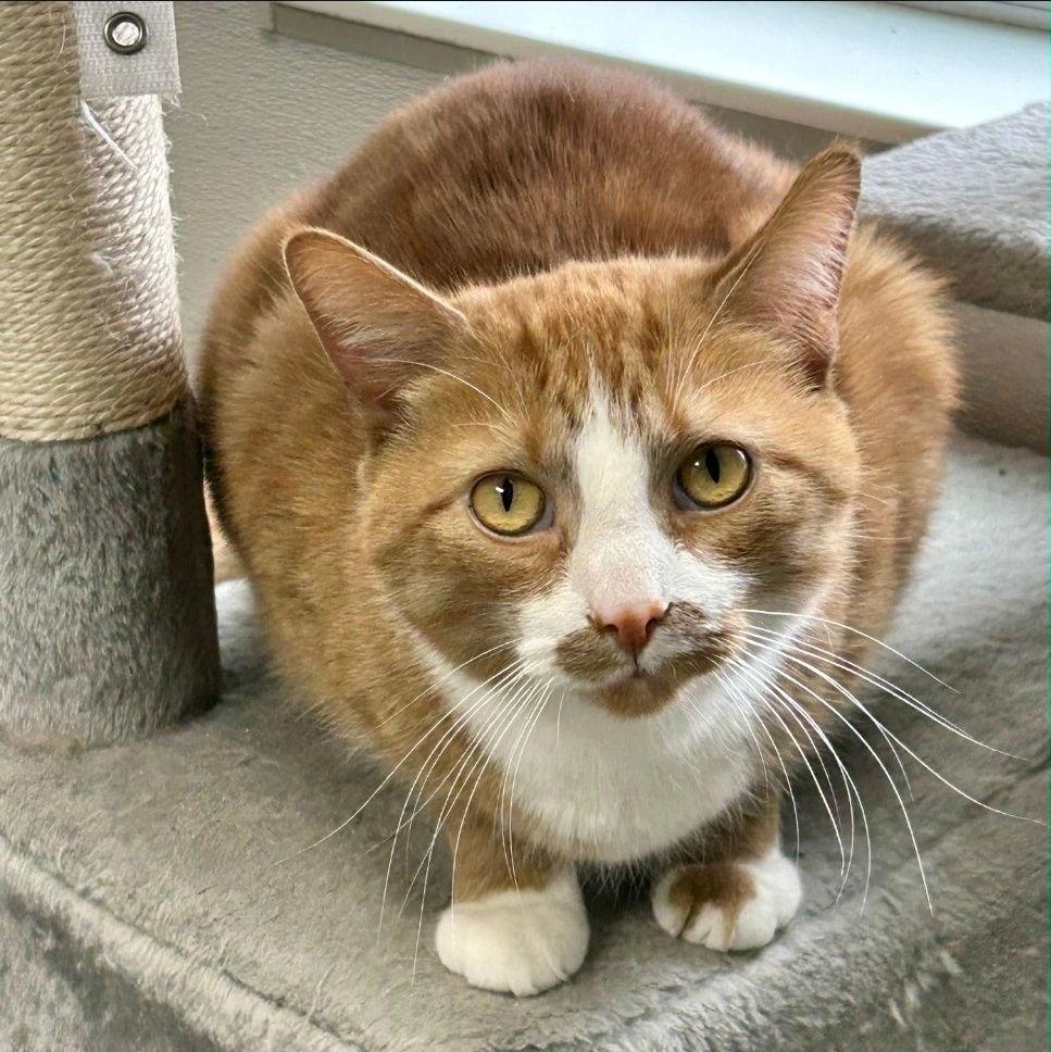 Enlarge Mushu, a Adoptable Domestic Short Hair in Norwood, OH image 1/1