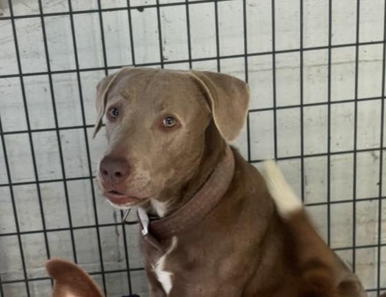 Jazzy, Adoptable, Young Female Pit Bull Terrier.