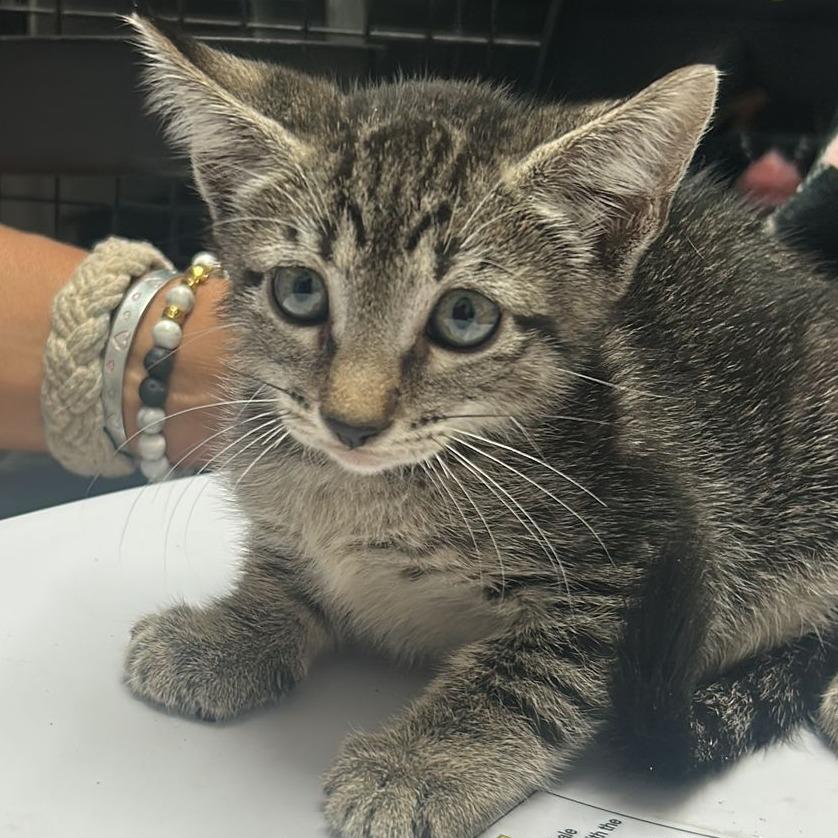 Oregana, Adoptable, Young Female Domestic Short Hair.