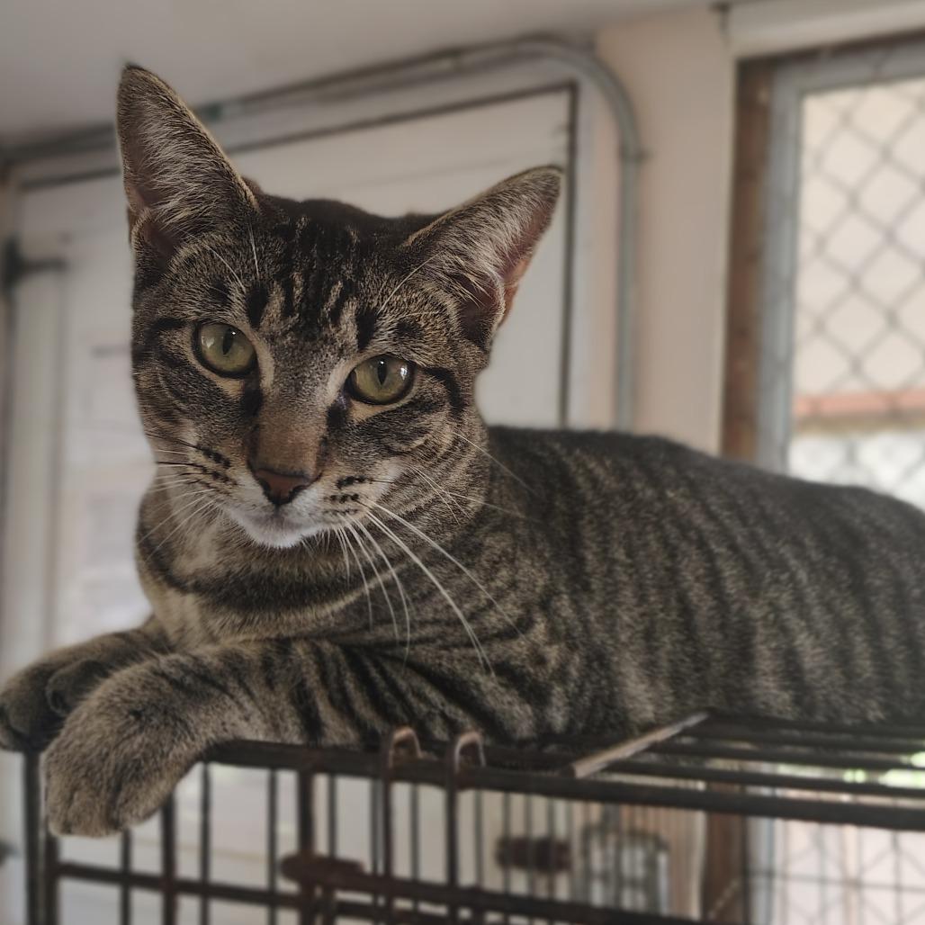 Oregana, a Adoptable Domestic Short Hair in Vieques, PR image 2/4