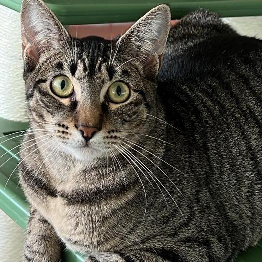 Oregana, a Adoptable Domestic Short Hair in Vieques, PR image 3/4