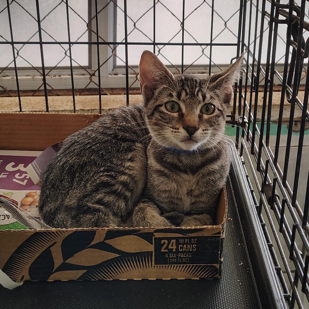 Oregana, a Adoptable Domestic Short Hair in Vieques, PR image 4/4